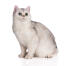 Kot brytyjski krótkowłosy o umaszczeniu z włosem w szpic