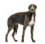 A GorGeous, młody szkocki deerhound o gęstej, zdrowej sierści