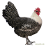 Kurczak z kampinosu