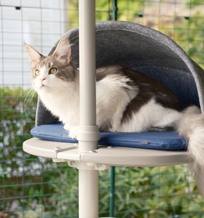 Kot kucający na platformie przymocowanej do drapaka na zewnątrz