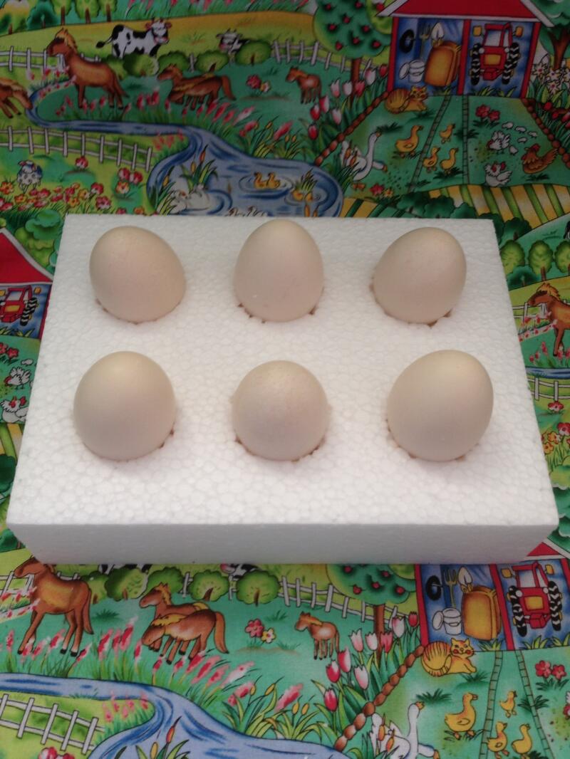 kiedy montaż jeden jajko nie powstaje zwiększ operacje cenowe penisa