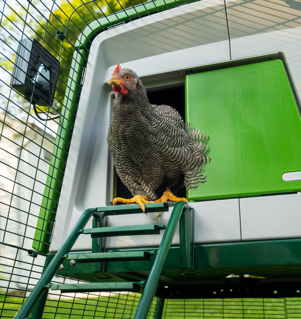 Kurczak wychodzący przez automatyczne drzwi na stronie Eglu Cube