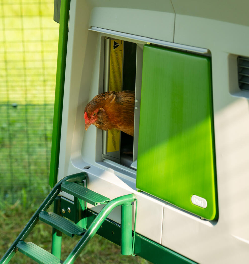 Kurczak w drzwiach automatyczneGo kurnika.