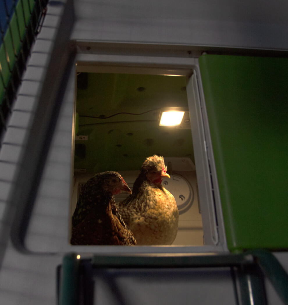 Kurczaki w kurniku z oświetleniem kurnika