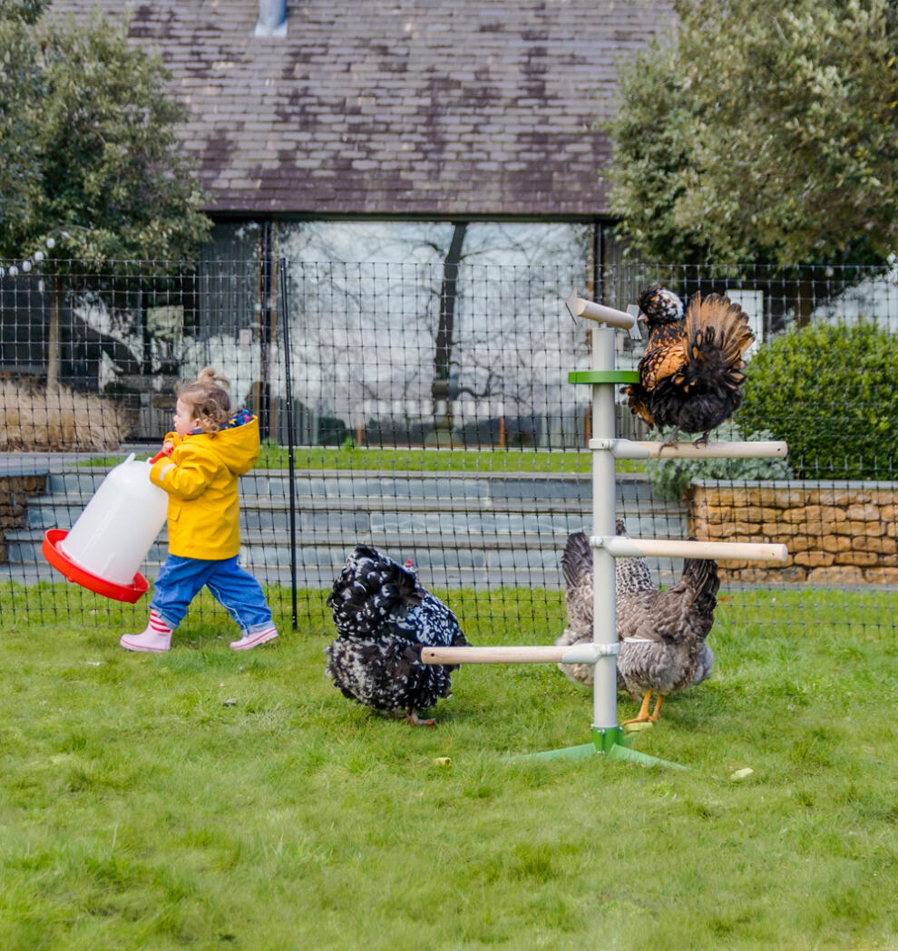 Dziecko obok kurczaków bawiących się na wolnostojącej grzędzie z ogrodzeniem dla kurczaków w tle.