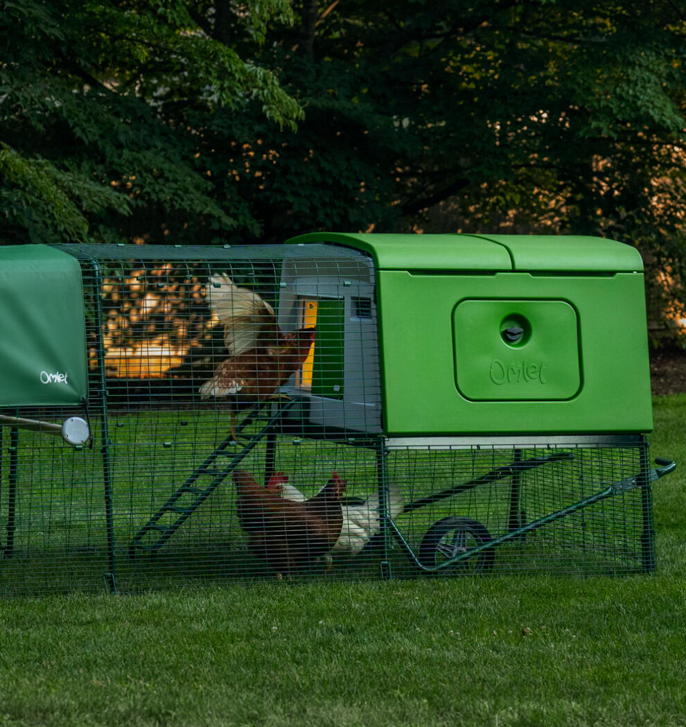 Kurczaki w kurniku wieczorem w ogrodzie