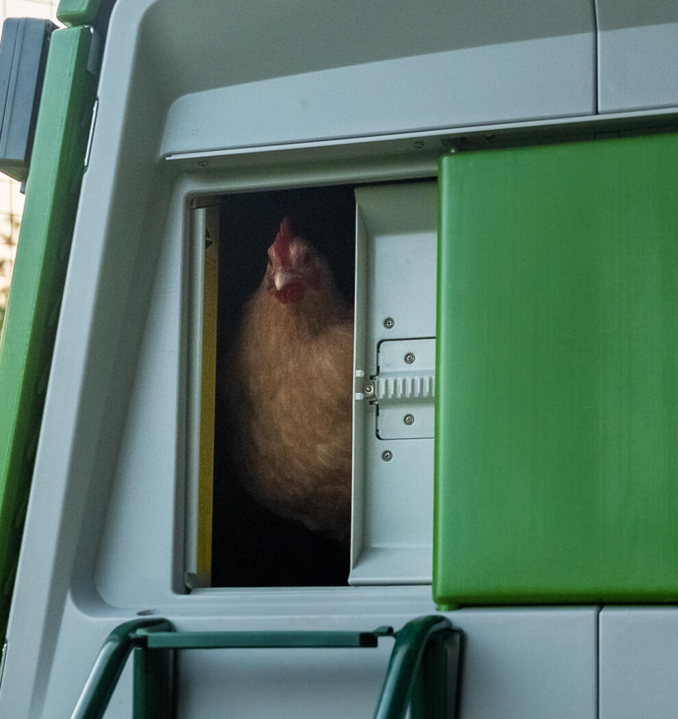 Kurczak wyglądający z zamknięcia Autodoor