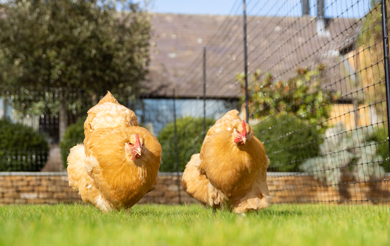 Two hens walking in front of Omlet Chicken Fencing