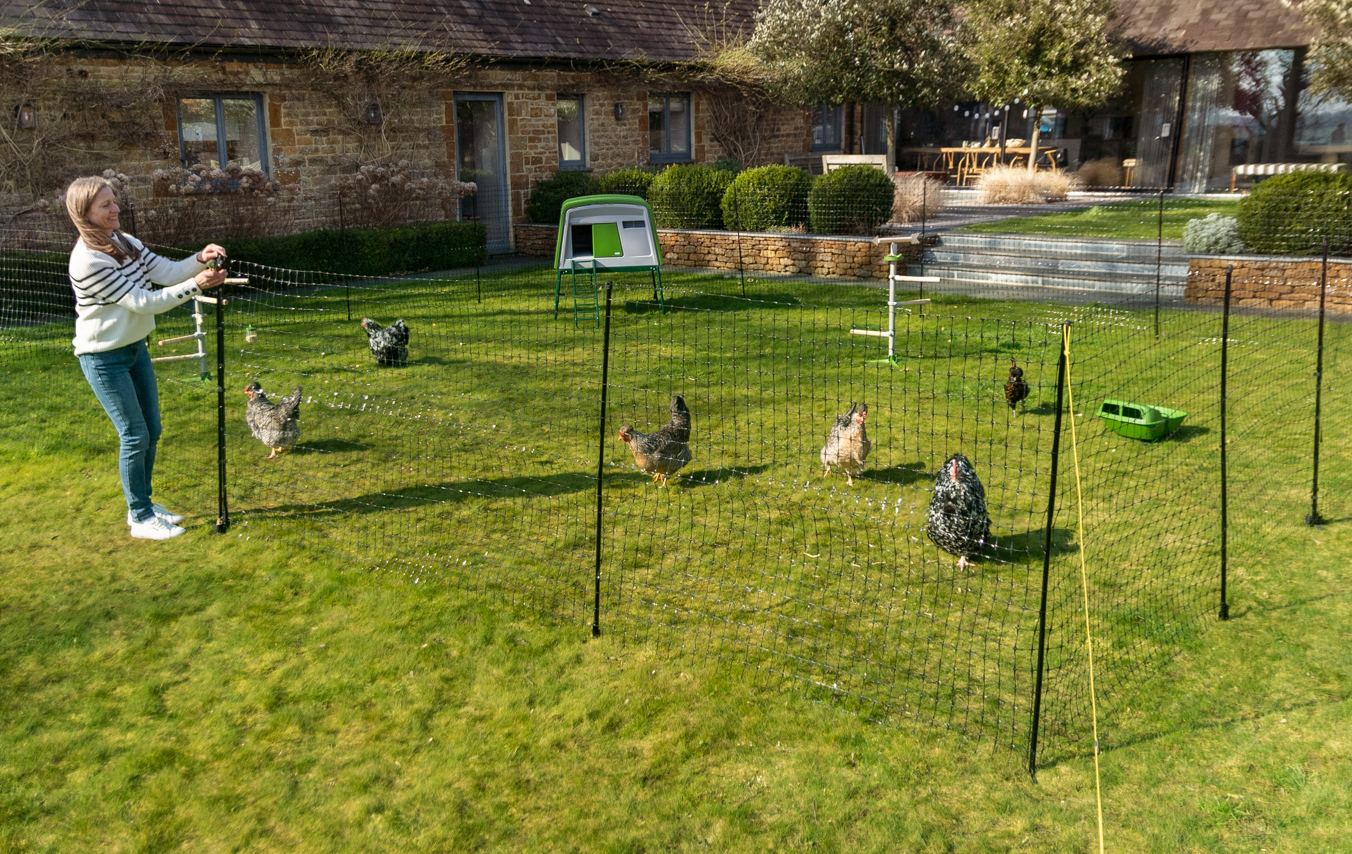 Chickens fenced off in garden with Omlet's Chicken Fencing