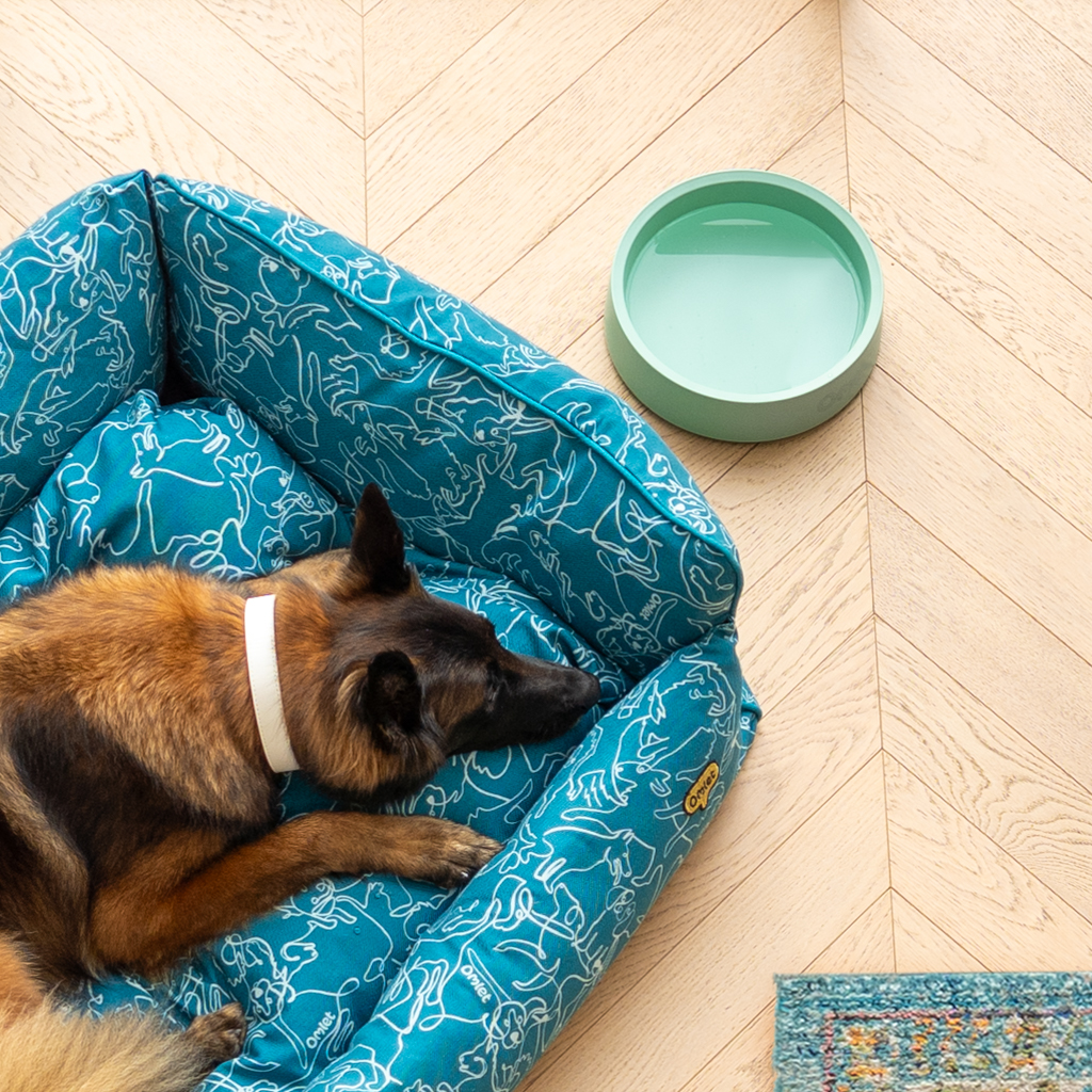 Duży owczarek niemiecki leżący w łóżku Nest obok miski dla psa Omlet w kolorze szałwiowej zieleni.