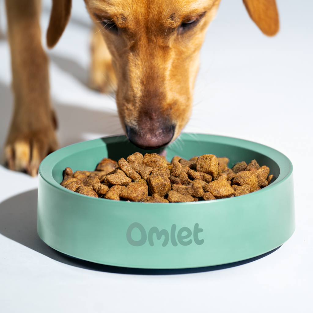 Labrador retriever jedzący jedzenie z miski dla psa Omlet w kolorze szałwiowej zieleni.