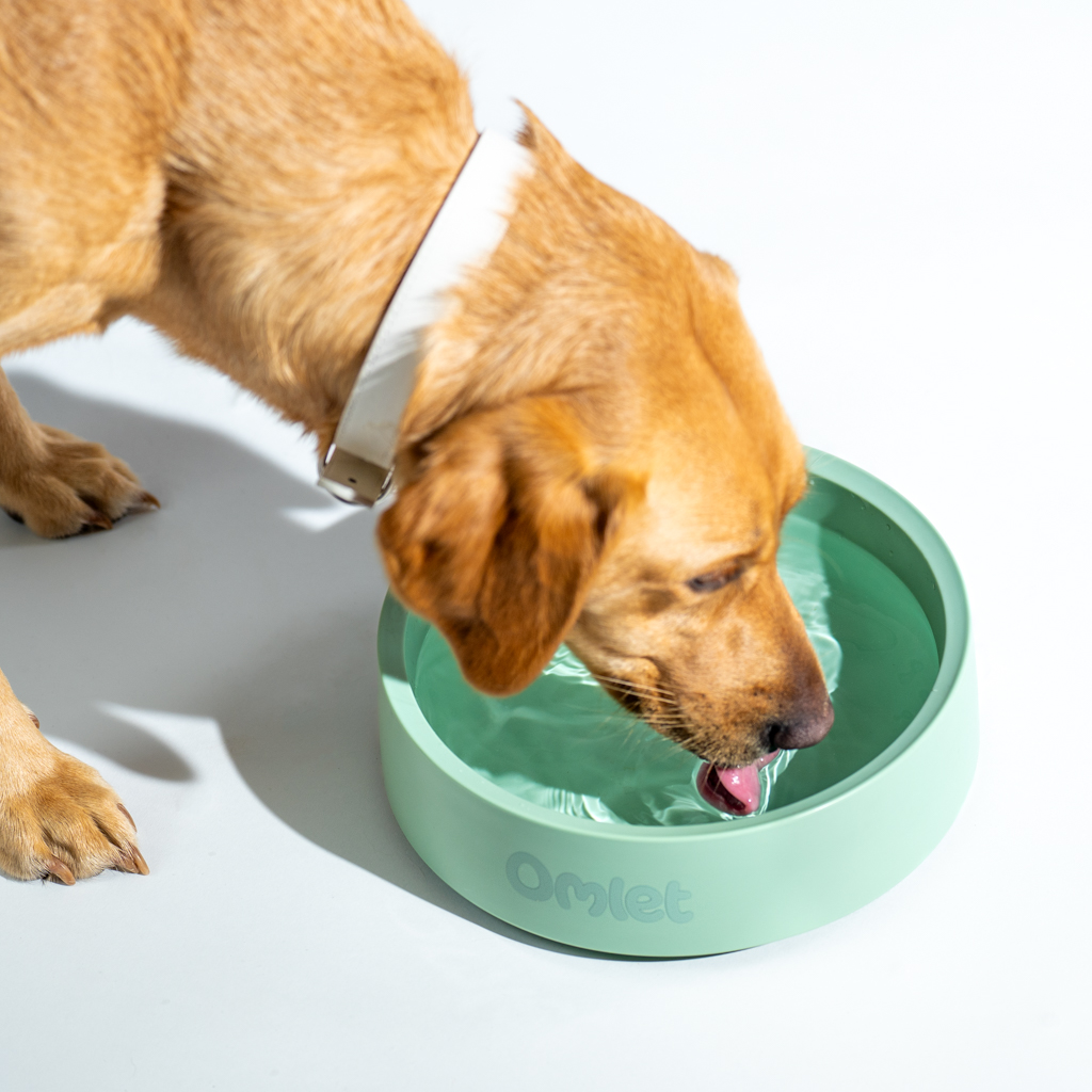 Retriever pijący z miski dla psa Omlet w kolorze szałwiowej zieleni.