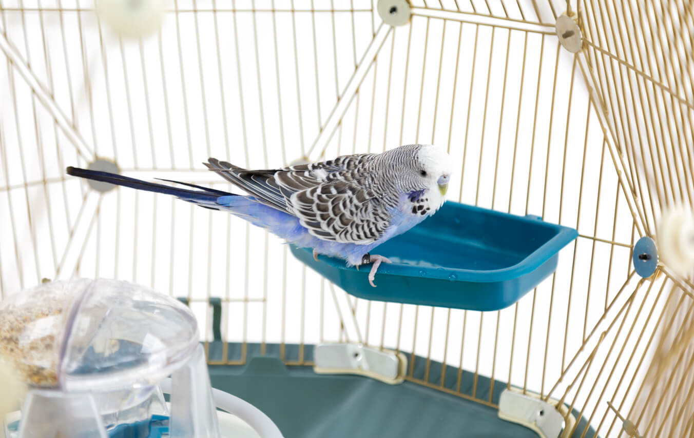 Kąpiel jest dla ptaków istotnym elementem dbałości o upierzenie
