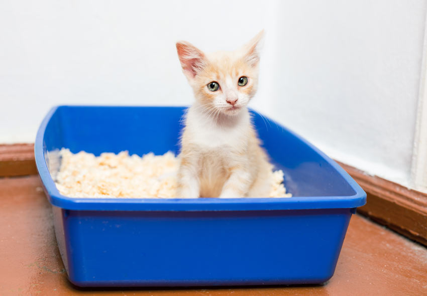 A ginger and white kitten using an open litter tray