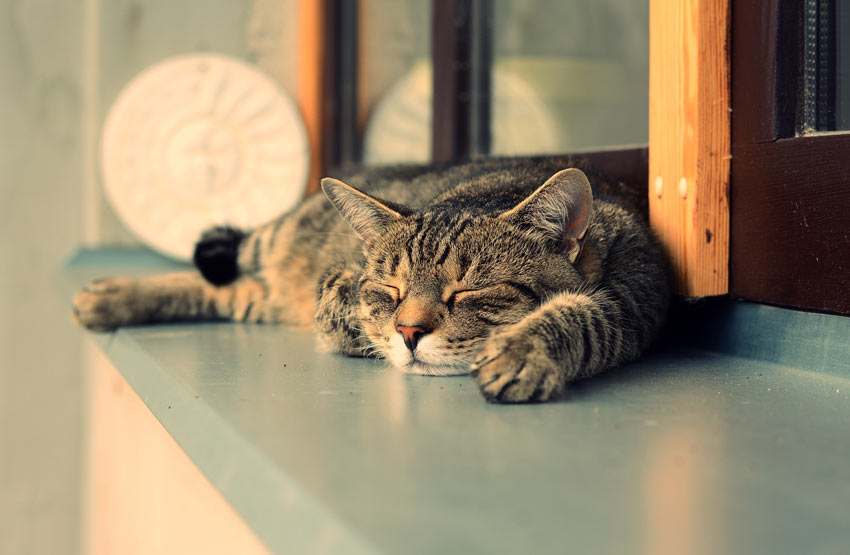 A tabby cat napping after eating a big bowl of food