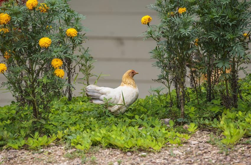 Przepiękny biało-złoty kurczak buszuje w trawie