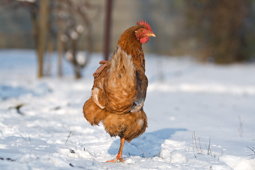 Kurczaki w zimie wcale nie próżnują, a śnieg nie przeszkadza im w polowaniu na robaki