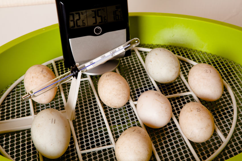 Grupa zapłodnionych jaj w inkubatorze