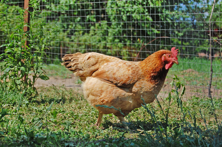 Szczęśliwa kura na wolnym wybiegu puszy się swoimi zdrowymi bursztynowymi piórami