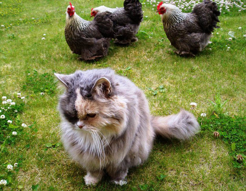 Kotka Lucy nie ma problemów z zaprzyjaźnionymi kochinami, cochinami miniaturowymi, kot i kurczak