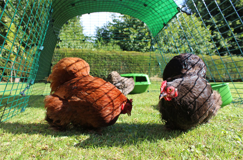 Nasze kurczaki czują się wyjątkowo bezpiecznie w swojej przedłużanej wolierze, wybieg