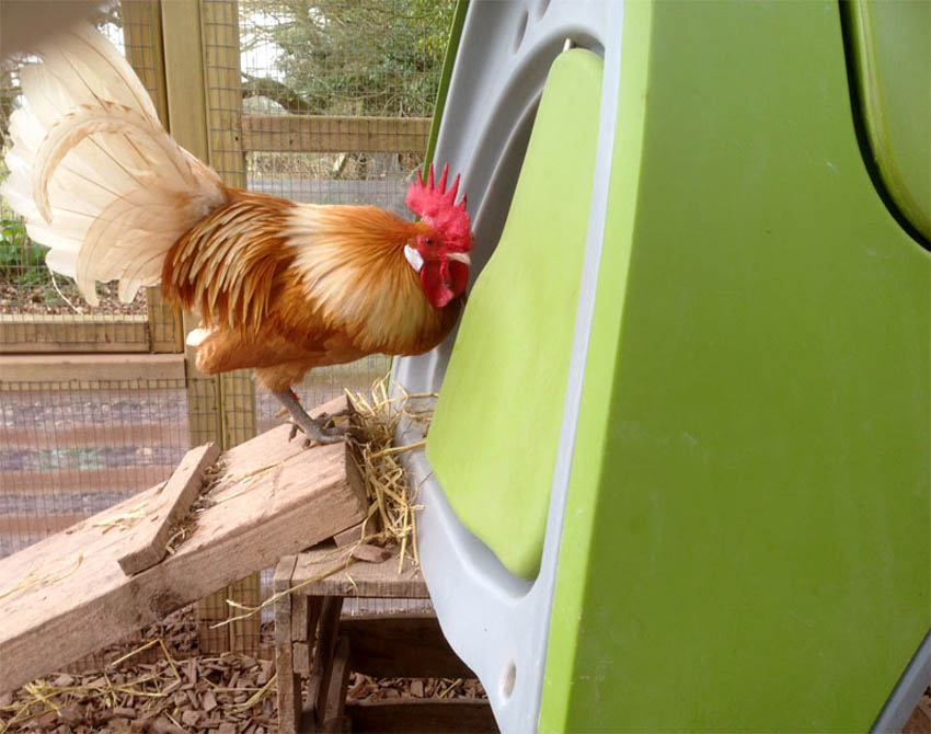 Chickens-Chicken_Guide-Stephanie_Croft's_wonderful_Friesian_Cockerel_entering_his_Eglu_Classic_Chicken_Coop.jpg