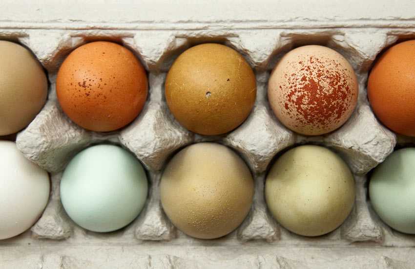 10 pięknych kurzych jaj, każde złożone przez kurę innej rasy