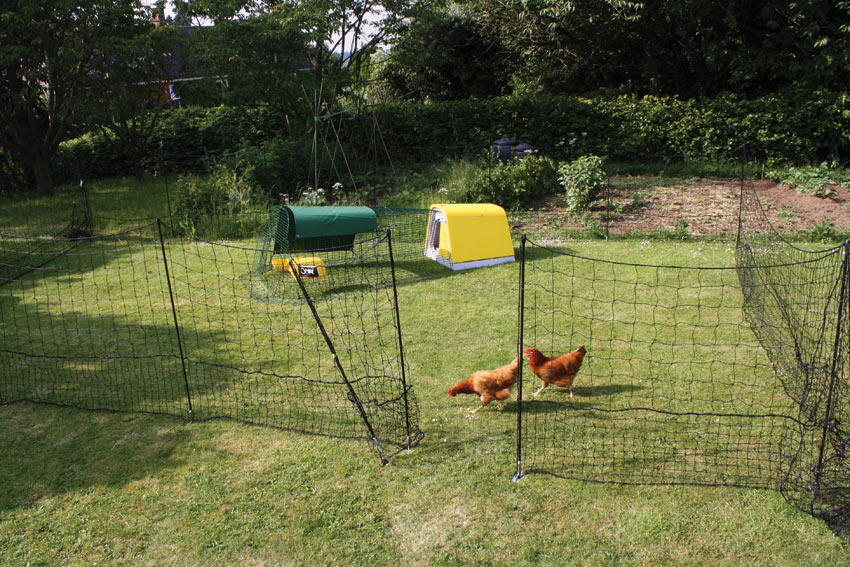 Ogrodzenie Omlet powstrzyma kurczaki przed zaglądaniem na Twoje grządki