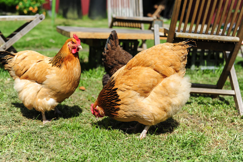 Trzy piękne kurczaki suszą się w słońcu po kąpieli, kury, higiena