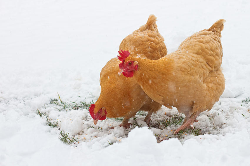 Dwa złote kurczaki z pięknymi czerwonymi grzebieniami buszują w śniegu