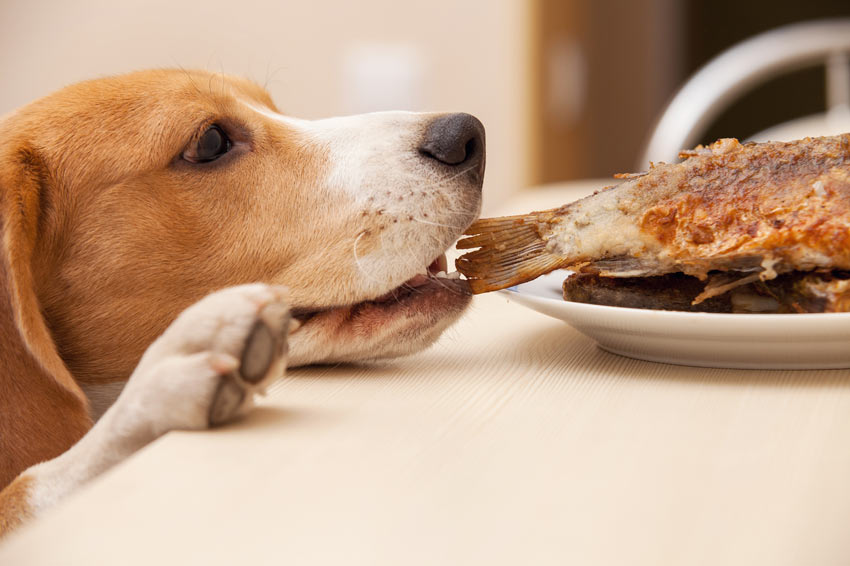  Beagle jedzący resztki ze stołu