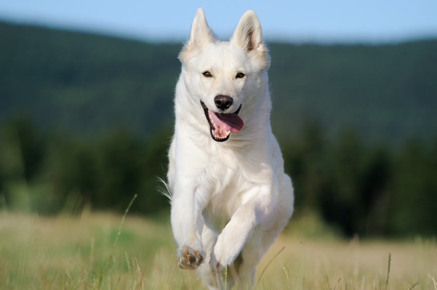 A White Swiss Shepherd Dog having fun running around outside