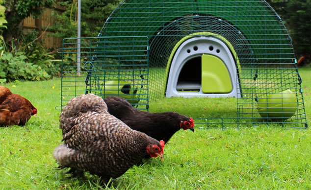 Klasyczny kurnik Eglu wygląda świetnie w ogrodzie, a Twoje kurczaki pokochają go