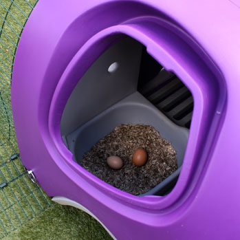 Dwa świeżo złożone jaja w gnieździe fioletowego kurnika Eglu Classic