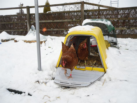 Żółte Eglu Go sprawia, że kurczaki mają ciepło i przytulnie w zimie