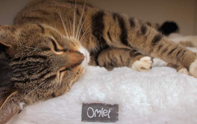 Katt slapper av på Omlet Maya Donut
Sengen. Gi fullstendig avslapning med Maya Donut sengen.