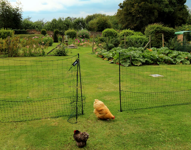 Orpington i bantam przeczesują ogród w poszukiwaniu robaków