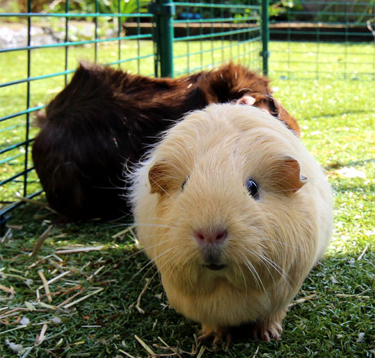 Your pet guinea pig will be happy and safe in its Outdoor Guinea Pig Run