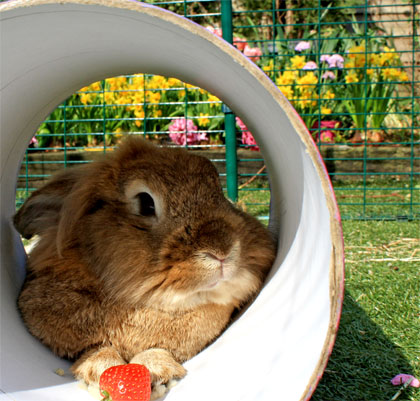 Din kanin kan føle sig glad og sikker i sin udendørs løbegård.