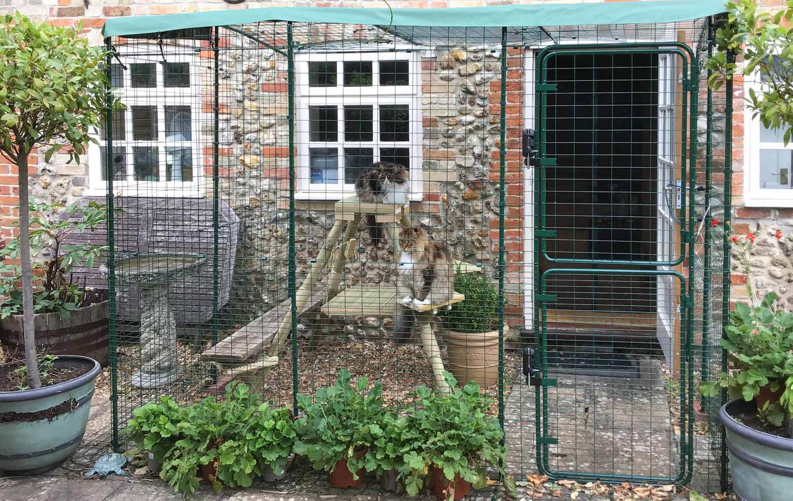 Koty bawiące się w kojcu na ogrodzie
