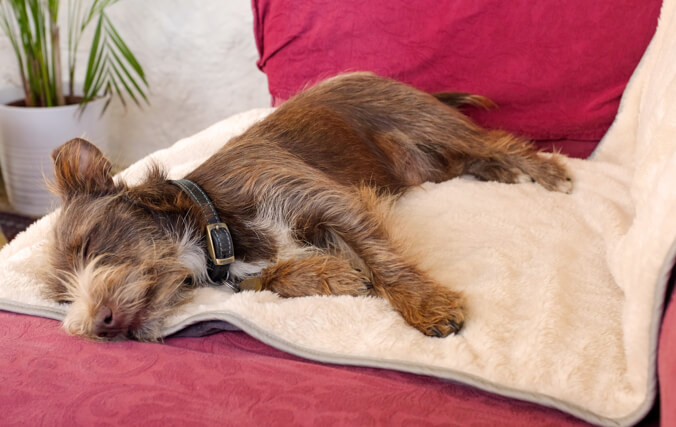 Mały pies śpiący na sofie z narzuconym luksusowym miękkim kocem Omlet.