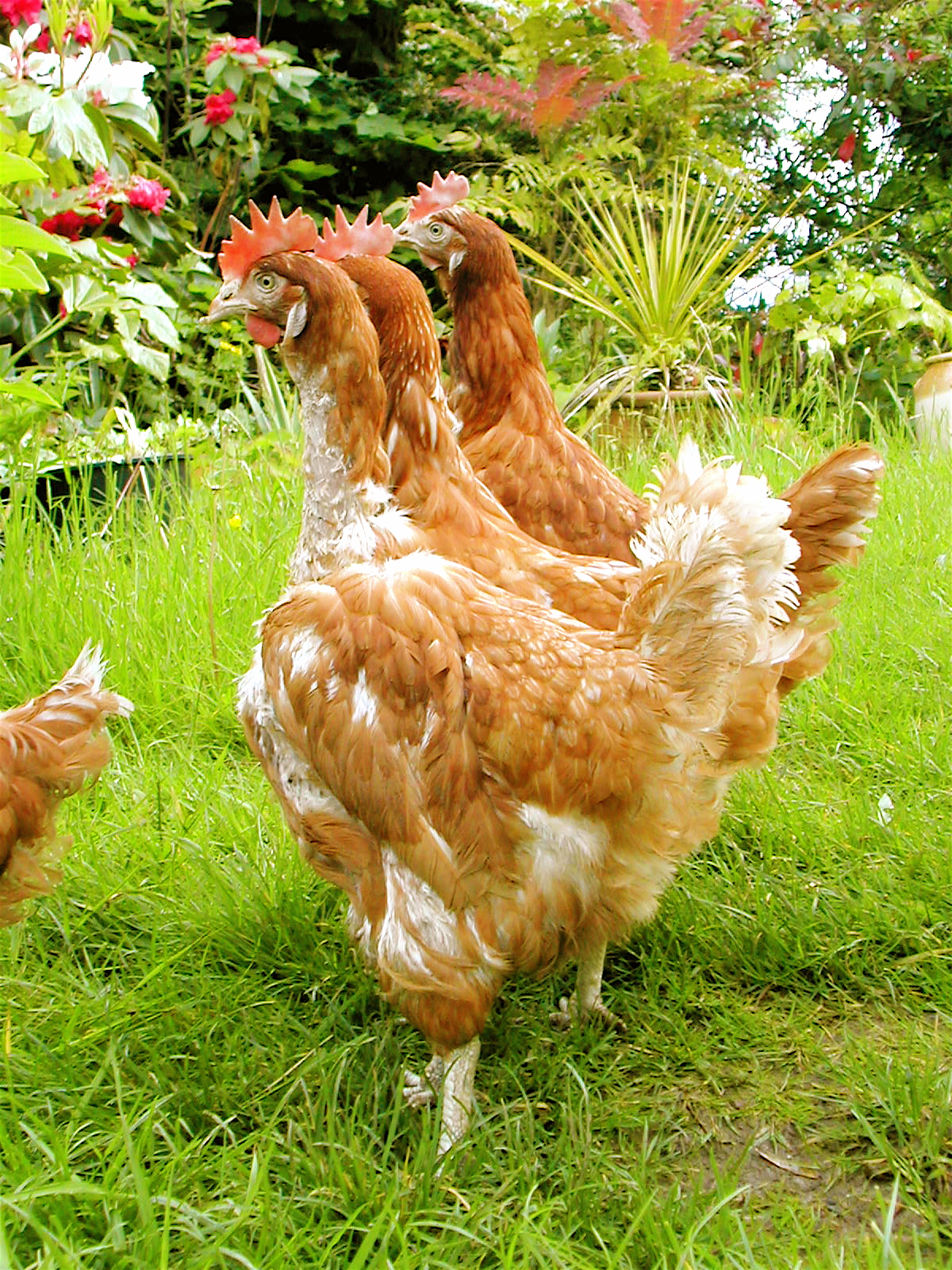 Trzy pierzące się kurczaki podczas spaceru w ogrodzie