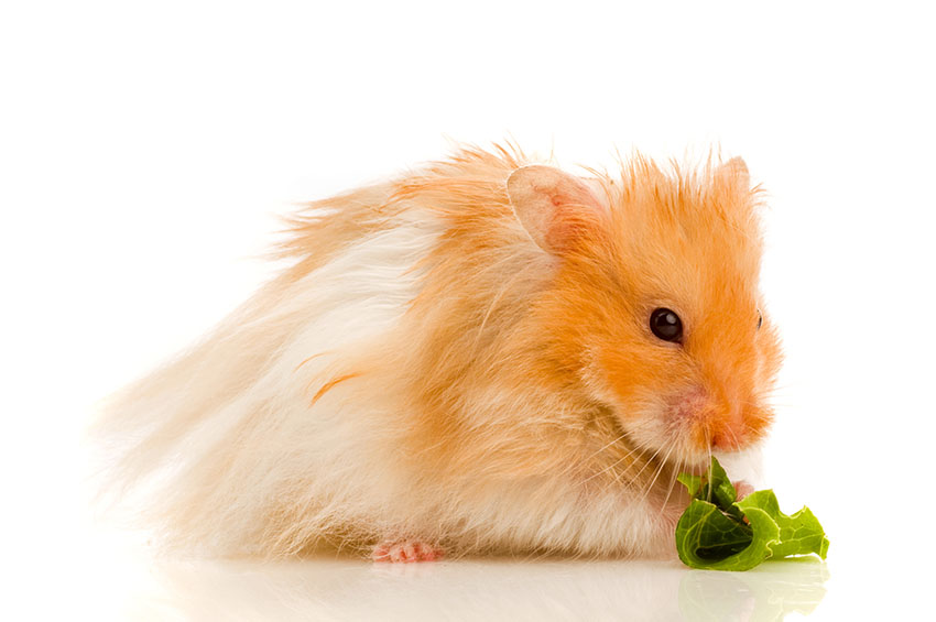 hamsters love fresh food