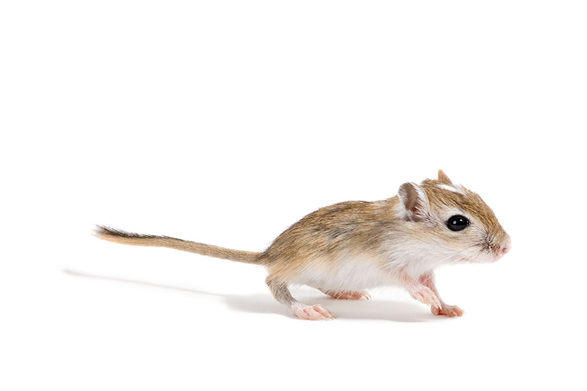 ile lat żyje myszoskoczek