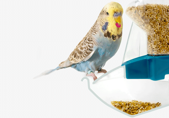 Prosta animacja, pokazująca, jak łupiny z ziaren są zbierane do specjalnej miseczki pod stacją żywieniową klatki dla papużek Geo