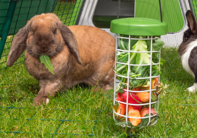 En lysebrun kanin spiser frugt og grøntsager fra en Caddi godbidsdispenser, som hænger i en Eglu Go kaningård