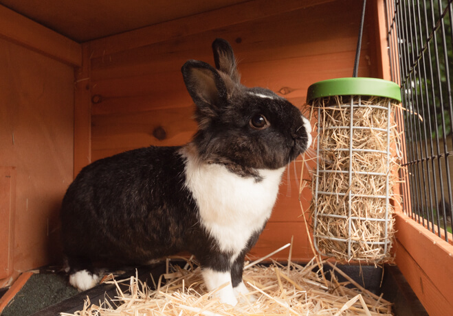 En sort og hvid kanin spiser fra den interaktive Caddi foderdispenser i en Eglu kaningård