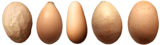Zdeformowane jaja