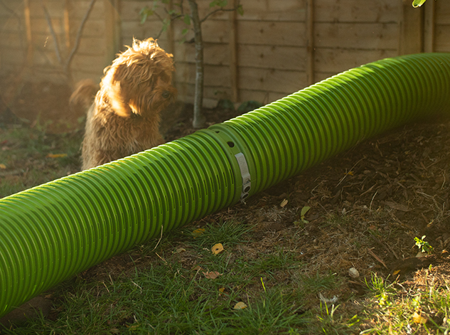 Dog in a garden next to a safe guinea pig burrow pipe